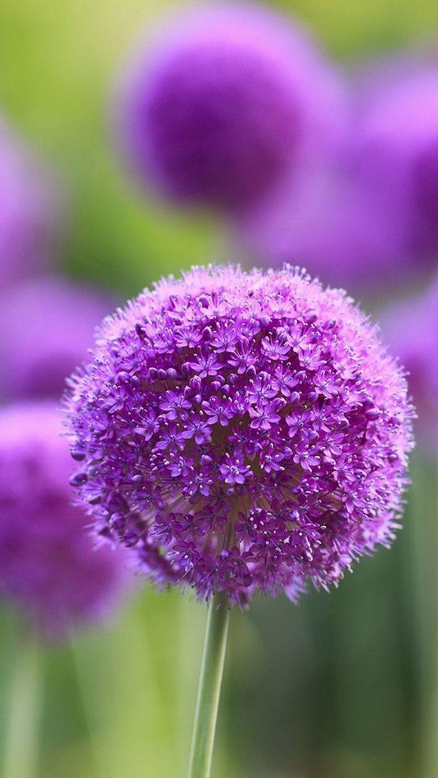 紫の花 風景写真 携帯電話の壁紙 植物壁紙iphoneのロック画面 壁紙