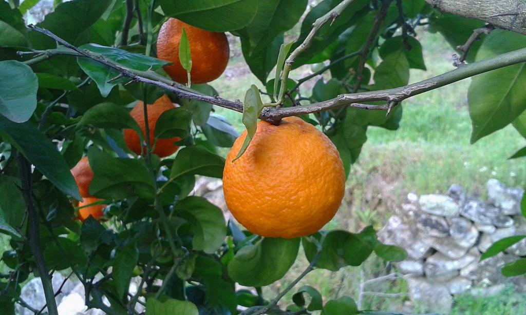 宇宙のiphoneの壁紙オレンジ色 ナランホ 木 果物 柑橘類 柑橘類果物 食品 高精細の画像は 材料を入力します 壁紙
