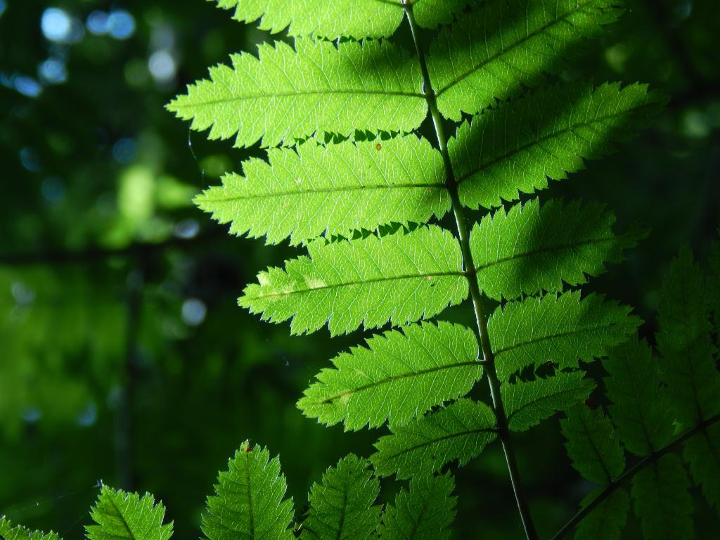 緑の葉 太陽 透明 Iphoneの壁紙花 自然 緑 自然 春 高精細画像 材料入力します 壁紙