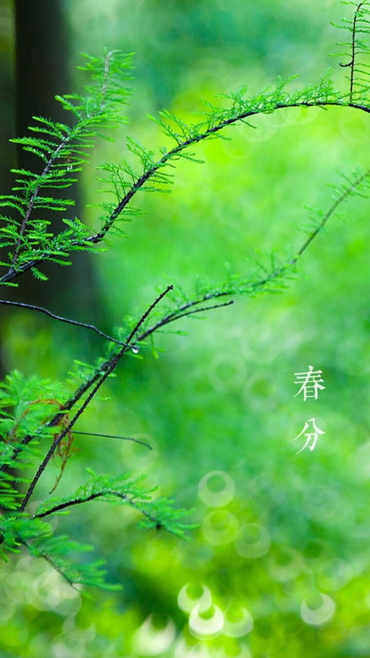 春分太陽の用語 ロック画面の絵 手ホ1つの森の壁紙絵の壁紙マシン 植物 壁紙 春分太陽の用語 ロック画面の絵 手ホ1つの森の壁紙絵の壁紙マシン 植物 壁紙