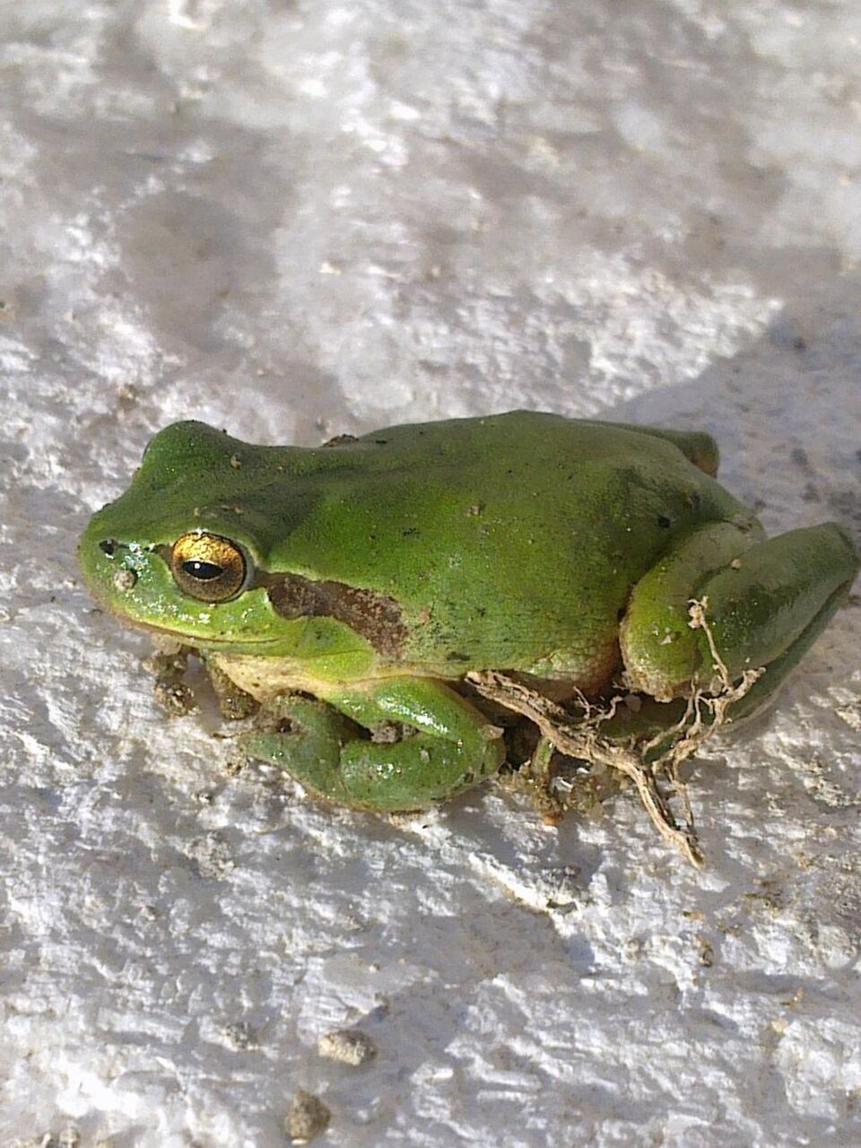 緑のカエル 動物 Hdグレードイnn危険ホ1つの森の写真を壁紙 材料を入力します 壁紙 緑のカエル 動物 Hdグレードイnn危険ホ1つの森の写真を壁紙 材料を入力します 壁紙