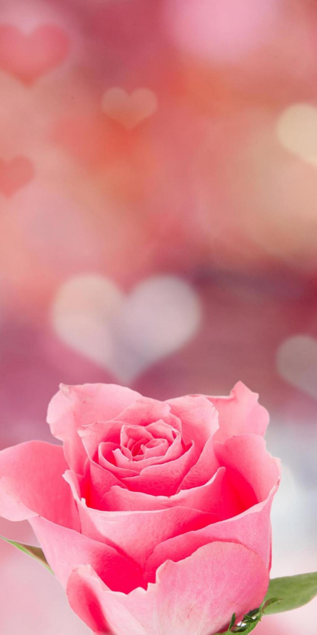 七夕はロマンチックなピンクのバラの壁紙は 私は泣い作っロック画面の画像 Hdの携帯電話の壁紙 休日お市ゃバラ 壁紙
