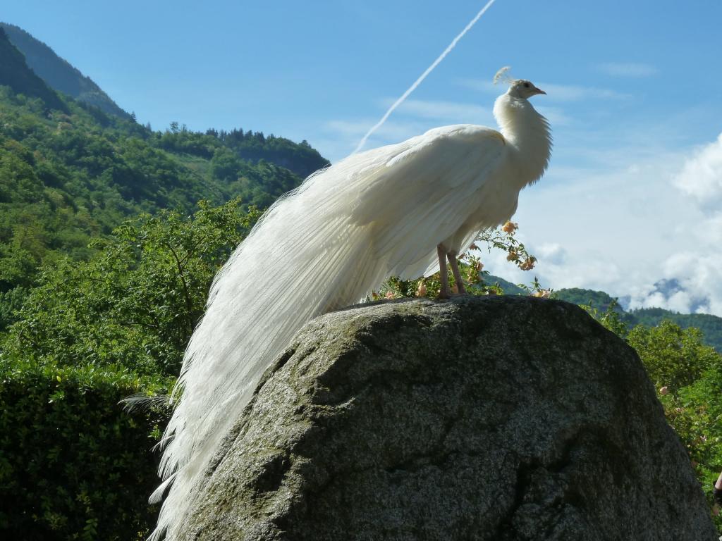 白孔雀 孔雀 Pcの壁紙19x1080の鳥 白 動物 羽 誇り 高精細の画像 材料を入力します 壁紙