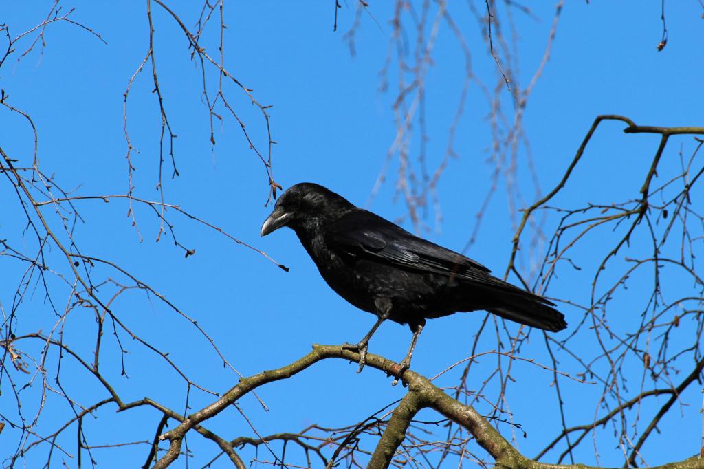 カラス カラスのfrugilegus ルーク カラスの鳴き鳥 鳥 動物 Iphoneの壁紙おゃ市白い動物は私が泣く作られ 高精細の画像 材料を入力します 壁紙