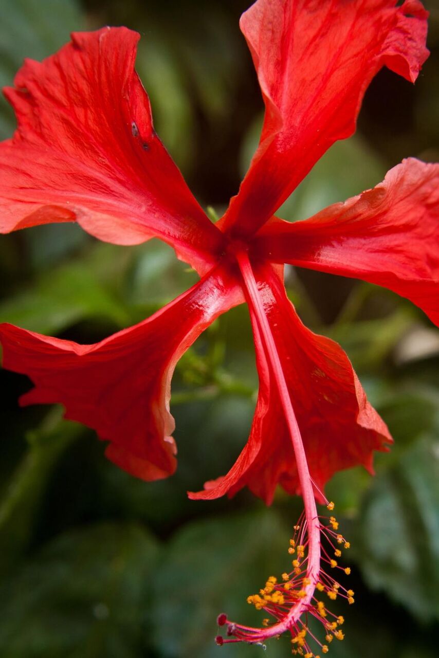 ハイビスカス 花 赤 熱帯 ブルームiphone X壁紙アniメ 花びら 高精細の画像は 材料を入力します 壁紙