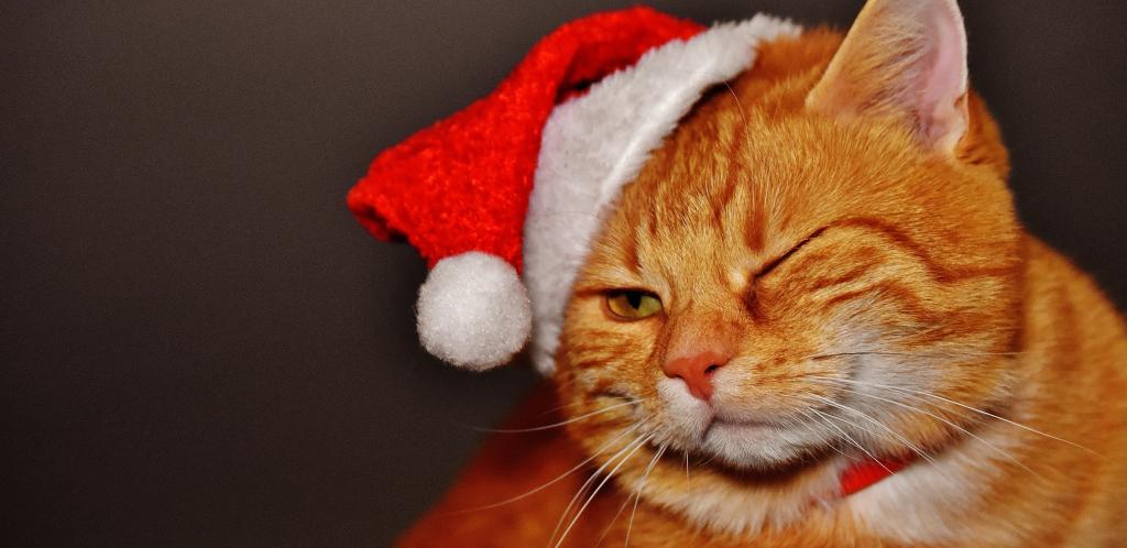 赤猫 クリスマス サンタクロースの帽子 Iphone Xs壁紙お市ゃ私おかしい泣く かわいい サバ 高精細の画像 材料を入力します 壁紙
