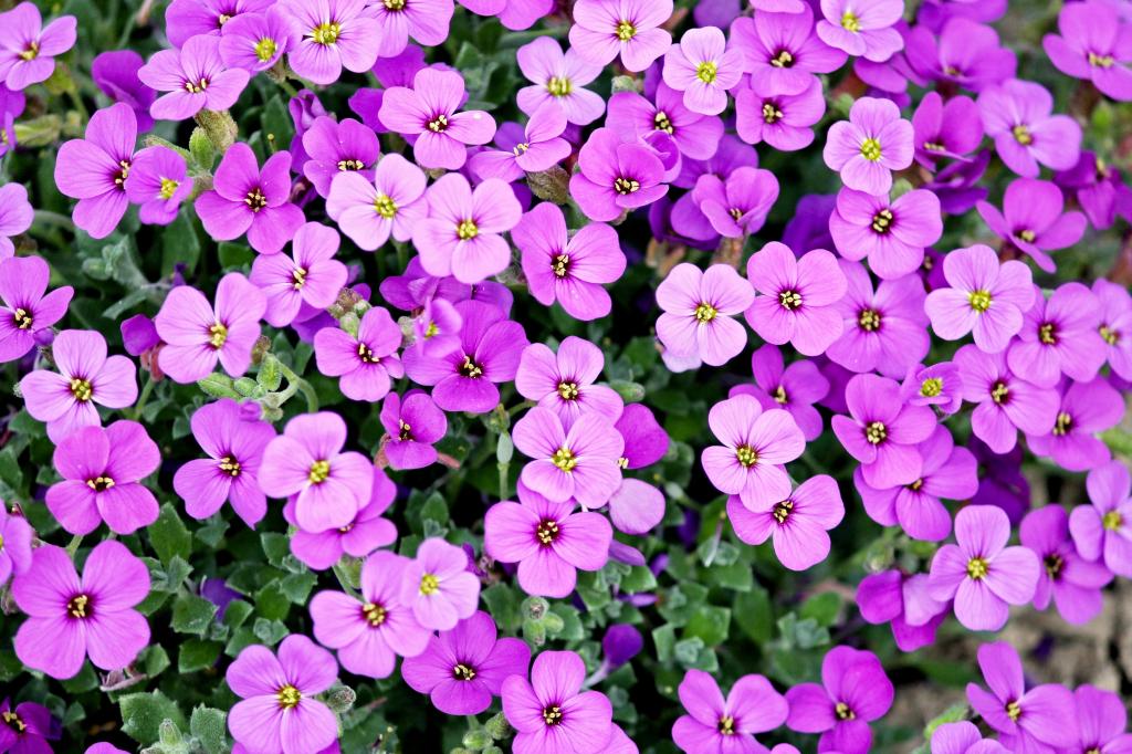 青枕 園芸植物 紫 ピンク クロス区移動iphone壁紙花畑 観賞植物 高精細画像 材料入力します 壁紙