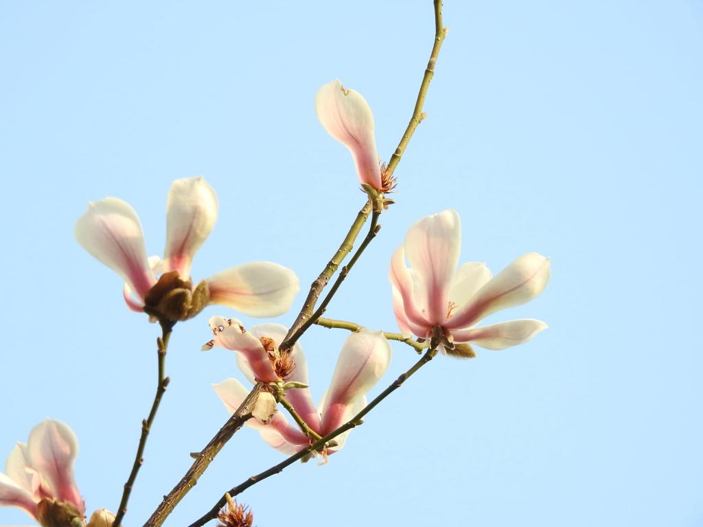 花 植物 アヴィーチー壁紙青空 モクレン 高精細画像 材料入力します 壁紙