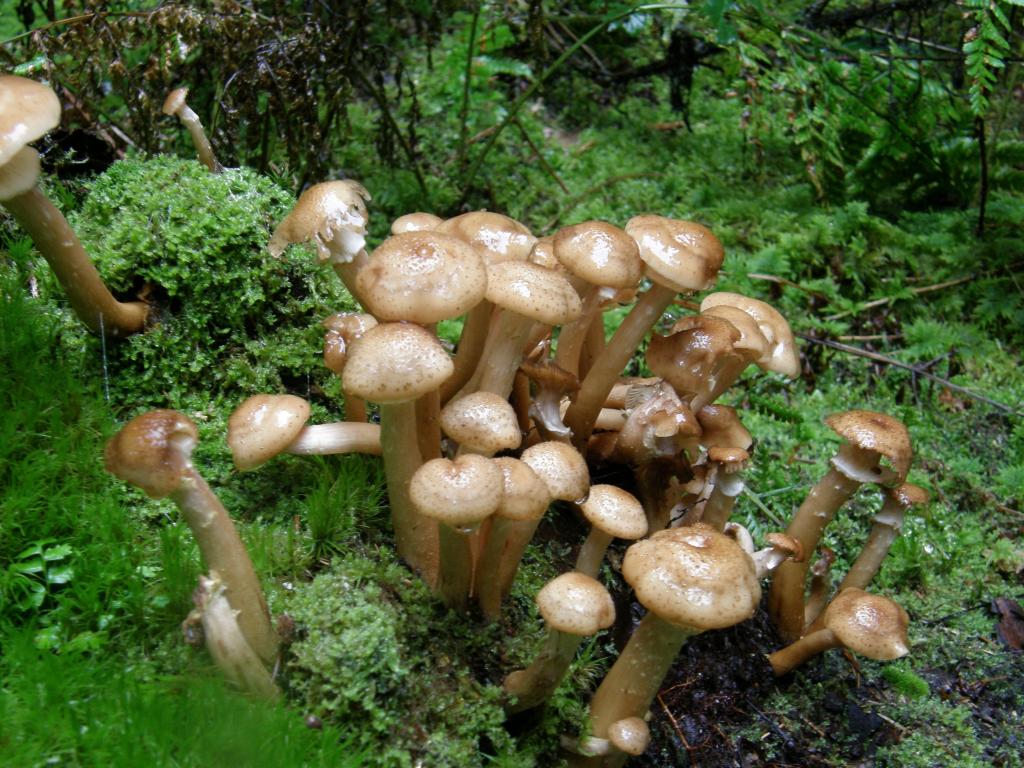 キノコ 森 苔 茶色 緑 秋 キノコ 黒ボードのhdの壁紙の写真 材料を入力します 壁紙 キノコ 森 苔 茶色 緑 秋 キノコ 黒ボードのhdの壁紙の写真 材料を入力します 壁紙