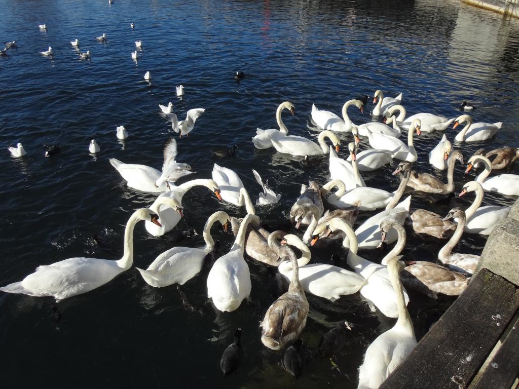 白鳥 白鳥 白鳥の湖 韓国の世界チューリッヒ湖の壁紙 水 白 青 高精細の画像 材料を入力します 壁紙