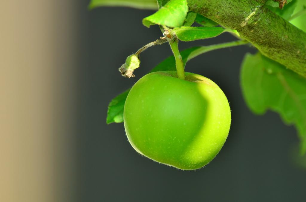 アップル グリーンアップル Iphone Xr壁紙お市ゃ私の叫びの木 リンゴの木 Kernobstgewaechs 庭 果物 高精細画像 入力材料 壁紙