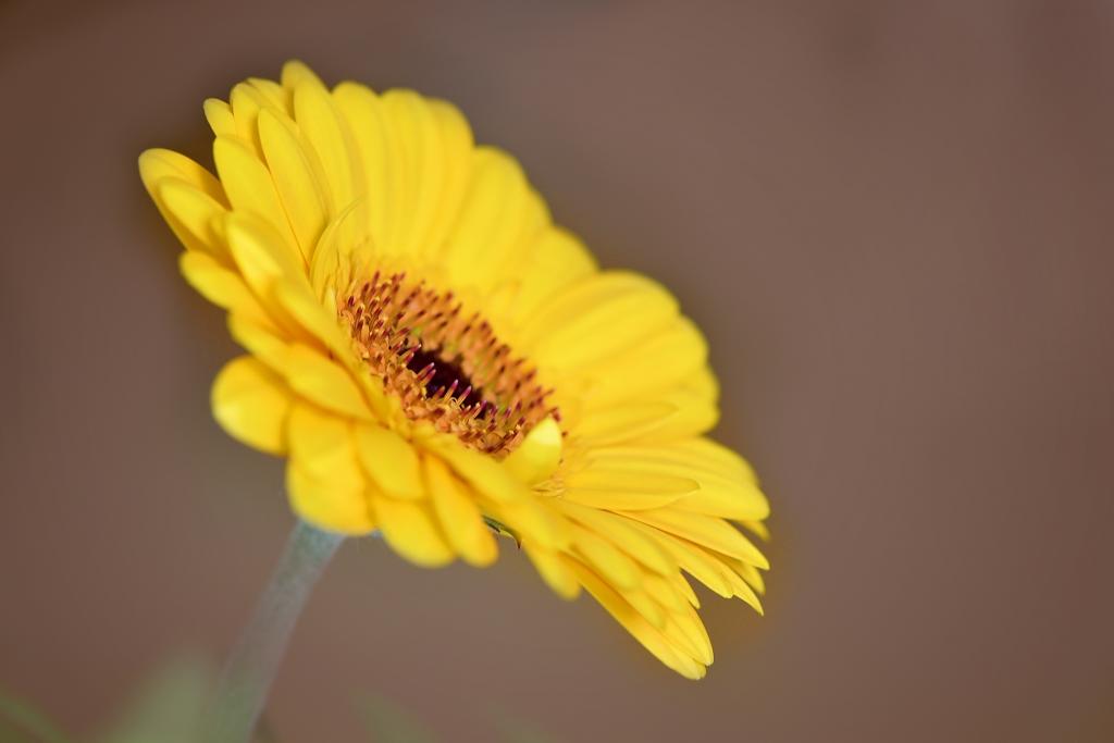 ガーベラ 花 Schnittblume 黄色 黄色の花がお市ゃ私の叫びの壁紙iphone 開花 ブルーム 高精細画像 材料入力します 壁紙