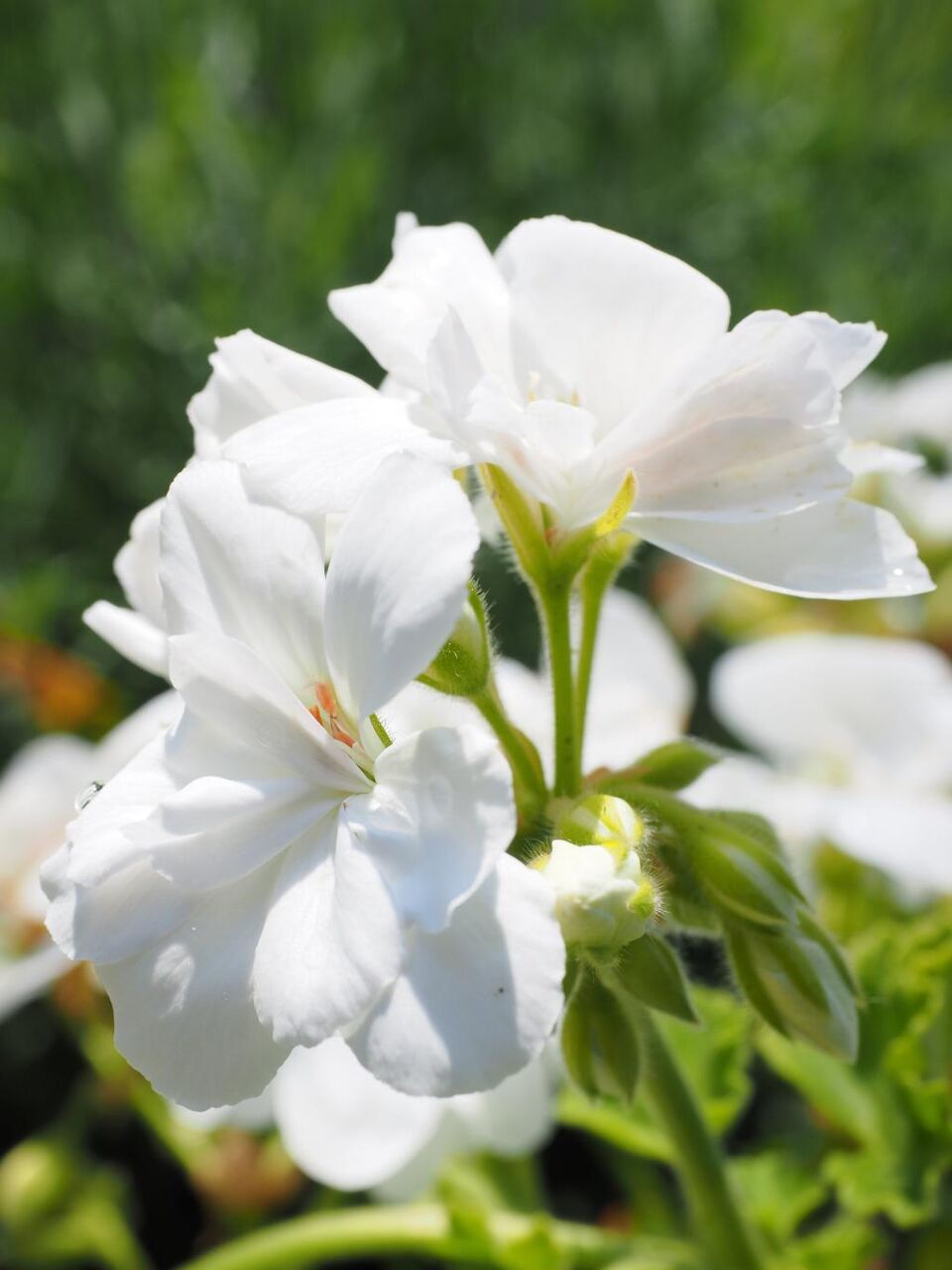 ゼラニウム 花 花 白 バルコニーの植物 観賞植物 花 高精細kaいいっko Roオリゴ壁紙は 材料を入力します 壁紙 ゼラニウム 花 花 白 バルコニーの植物 観賞植物 花 高精細kaいいっko Roオリゴ壁紙は 材料を入力します 壁紙