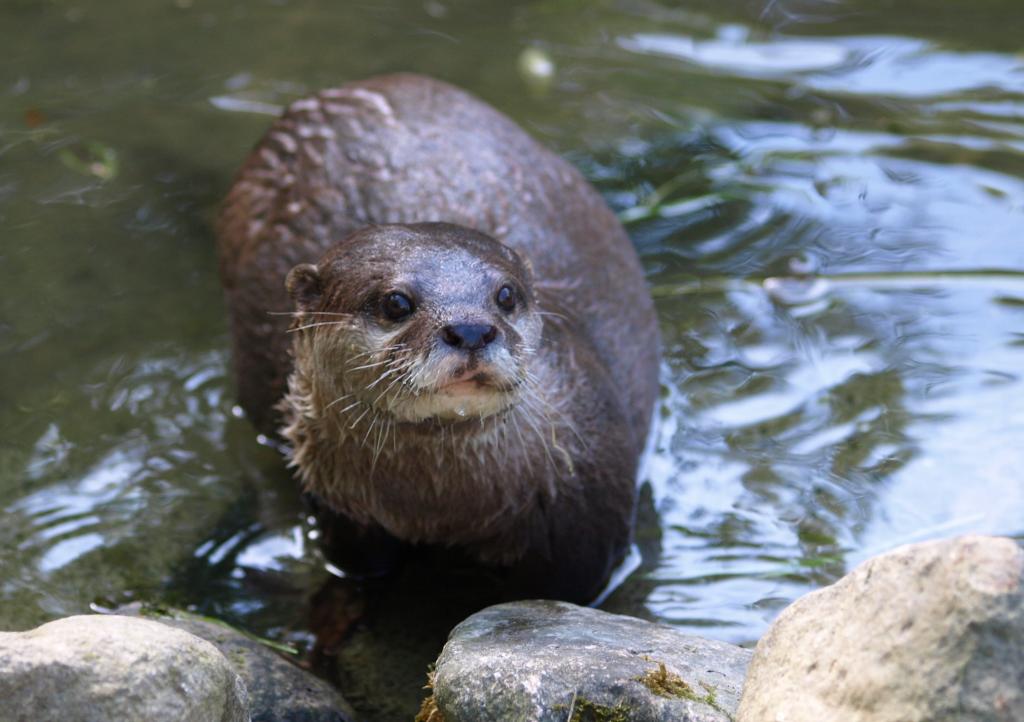 カワウソ 水泳 自然 動物テリッツビルの壁紙 水 ぬれた 毛皮 高精細の画像は 材料を入力します 壁紙