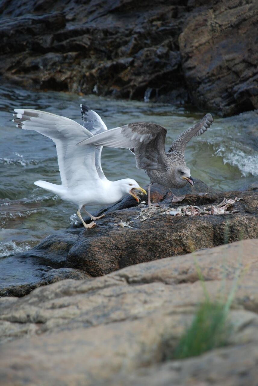 カモメ 鳥 水 海大日本印刷壁紙 崖 高精細の画像は 材料を入力します 壁紙