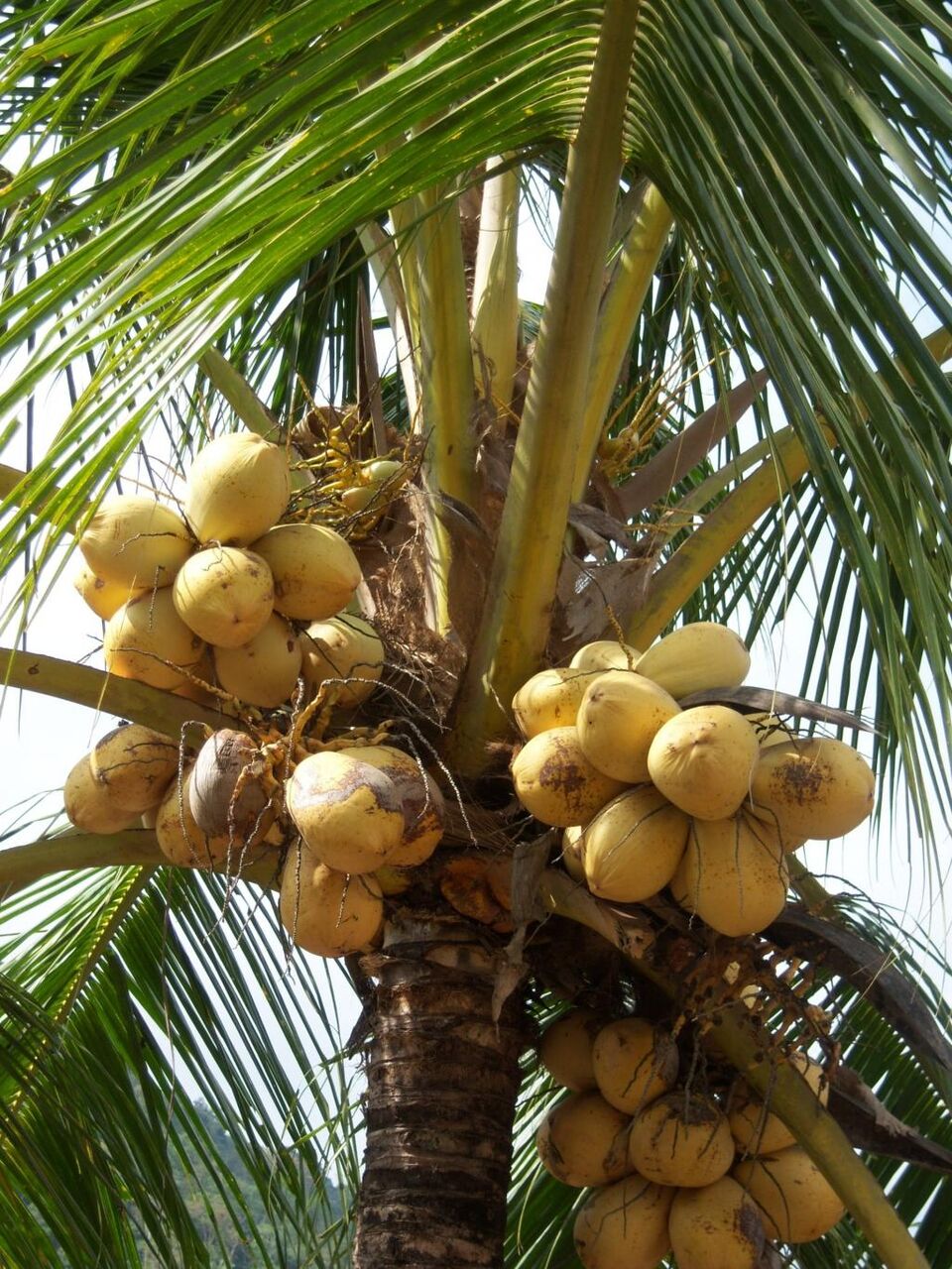ココナッツ ヤシの葉 カリブ海 歯科ヒカルデュポンフィルムシリコーンs工場壁紙ジャマイカ 椰子の木 ココナッツ 高精細画像 材料入力します 壁紙
