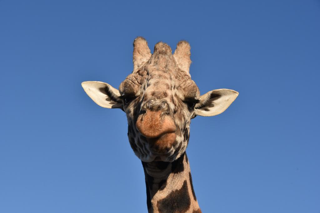 キリン 動物 野生動物 野生動物 アフリカ壁紙ドラゴン 顔 頭 高精細の画像 材料を入力します 壁紙 キリン 動物 野生動物 野生動物 アフリカ壁紙ドラゴン 顔 頭 高精細の画像 材料を入力します 壁紙