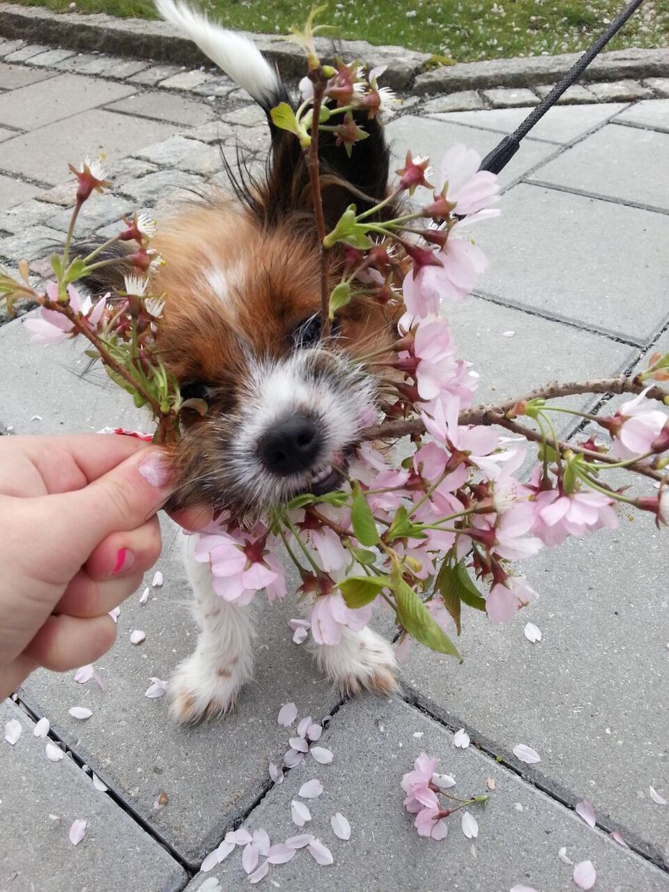 犬 春 花 高精細の画像は 1つの森のジャイアントパンダ属nn秀カイ区の壁紙素材を入力してください 壁紙 犬 春 花 高精細の画像は 1つの森のジャイアントパンダ属nn秀カイ区の壁紙素材を入力してください 壁紙