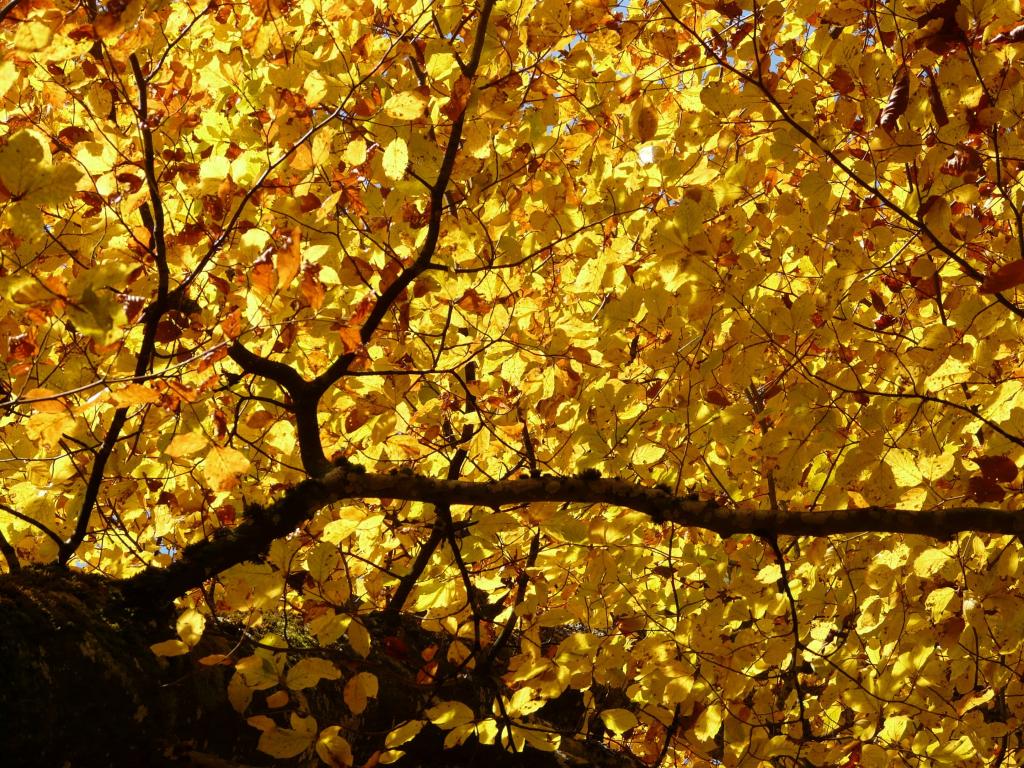 ブナ ヨーロッパブナ ブナ 落葉樹 黄金の秋 10月 秋 高精細の画像は サン Ge Tsu材料製プライムミリアンペア区猫ッスイートの壁紙を入力します 壁紙