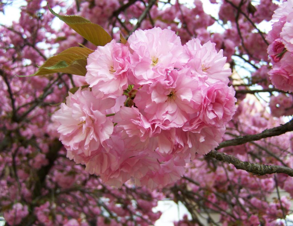 日本観賞桜 赤い花 春の壁紙経由株を取得ピンクのジュエリー 高精細の画像は 材料を入力します 壁紙