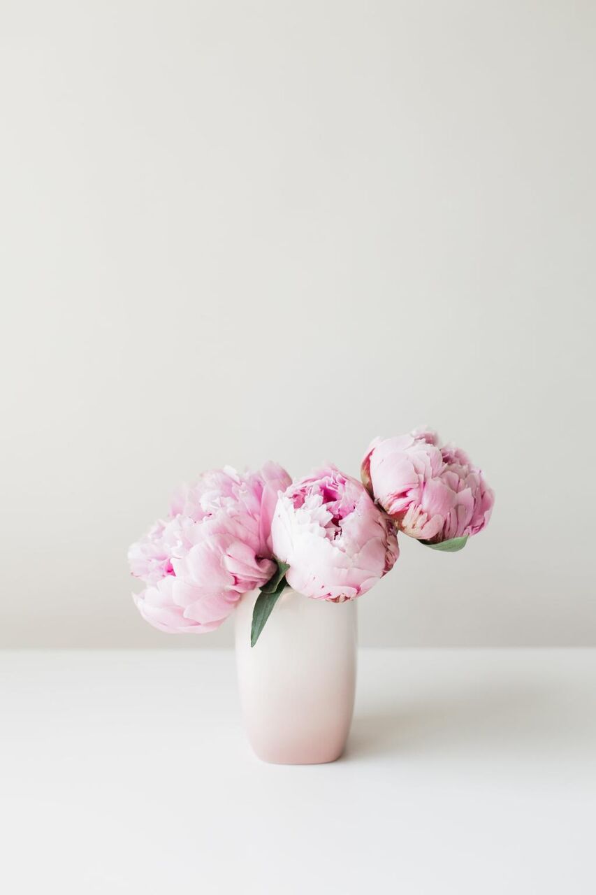 牡丹 ピンク 花 花 夏 美しい花iphoneの壁紙ビーム お祝い 高精細画像 材料入力します 壁紙