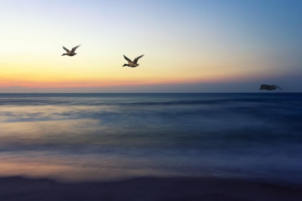 日の出飛行家 鳥 空 自然 飛行 飛行 高精細画像 Ra Nn Puっsファクトリーヒカル壁紙素材を入力してください 壁紙