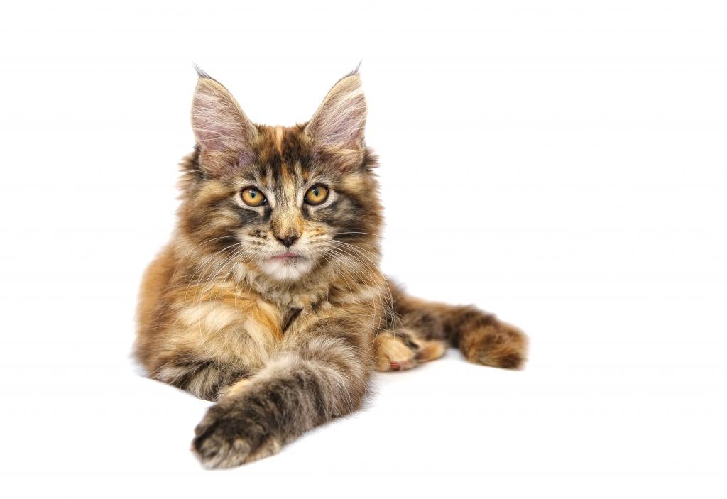 いの壁紙かわいい猫のiphone 動物 ペット メイン メインクーン 飼いネコ ペット 高精細の画像は 材料を入力します 壁紙 いの壁紙かわいい猫のiphone 動物 ペット メイン メインクーン 飼いネコ ペット 高精細の画像は 材料を入力します 壁紙