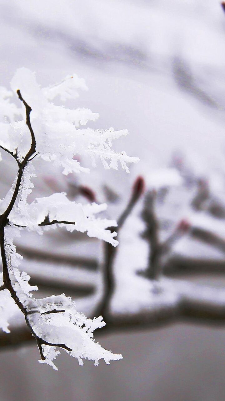 強い芽の下で春の雪 ロック画面イメージ 高精細の手のマシンji Bu里壁紙壁紙 風景 壁紙 強い芽の下で春の雪 ロック画面イメージ 高精細の手のマシンji Bu里壁紙壁紙 風景 壁紙