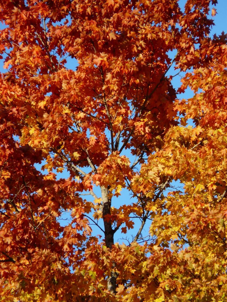 秋の森 木 カエデ 秋の色 色 秋の葉 黒猫の壁紙紅葉 高精細画像 材料入力します 壁紙