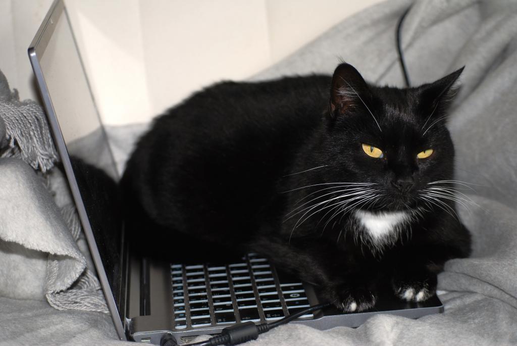 猫 黒猫 壁紙 コンピュータ 黒と白 黒と白猫 猫の顔 高精細画像に適した仕事タタリ試験は 材料を入力します 壁紙