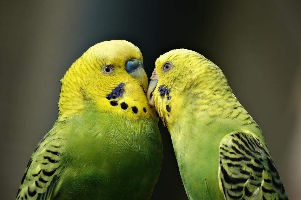 オウム へやの壁紙のカップル キス セキセイインコ 鳥 インコ 緑 高精細の画像は 材料を入力します 壁紙