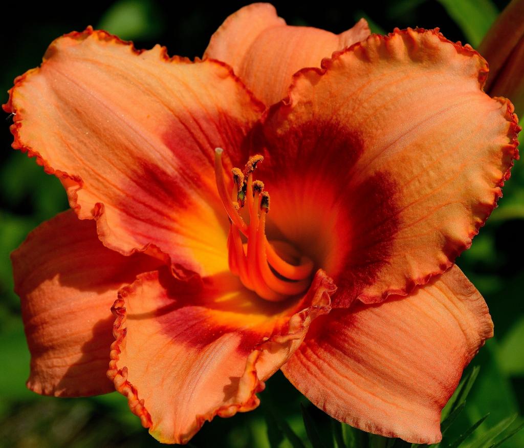 ユリ ニッコウキスゲ植物は 区の壁紙pc オレンジ 黄色 オレンジ 花 花 花 高精細画像を移動していた 材料入力します 壁紙