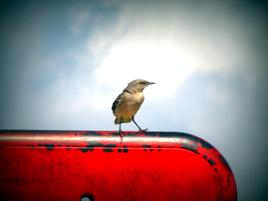 鳥 動物 空 美しい 自然 羽 くちばし 高精細の画像 バック夏の壁紙市ゃお車は私が材料泣い作ら 壁紙