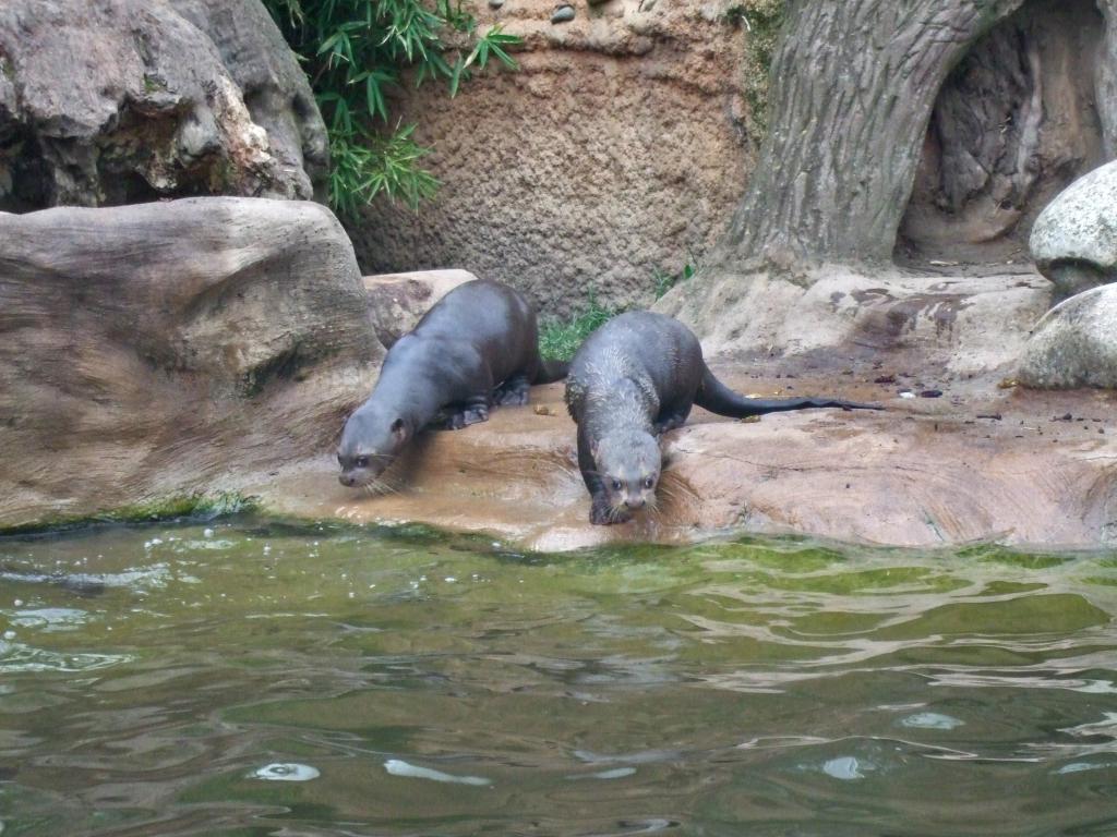 巨大カワウソ他の5つのサブの花嫁の壁紙 動物園 デュイスブルク 水 動物 哺乳類 野生生物 高精細の画像は 材料を入力します 壁紙