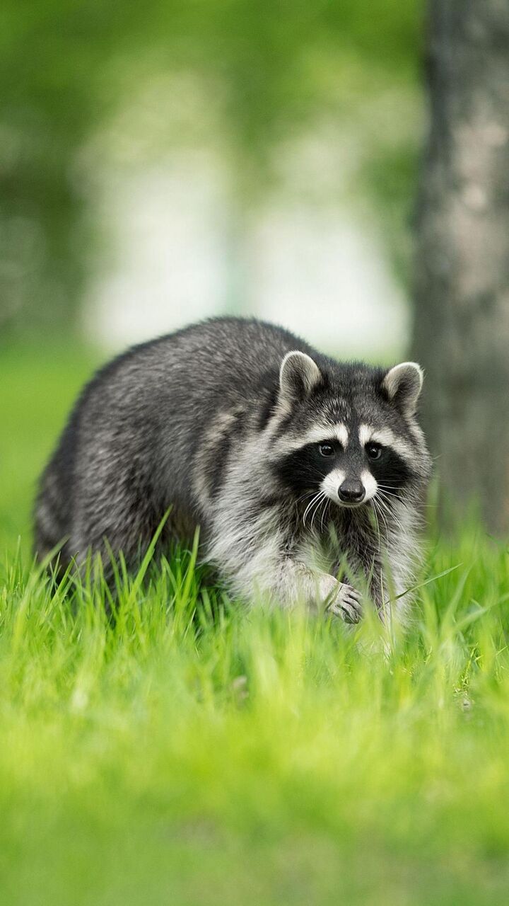 動物の王国 スイマー ロック画面の画像 かわいいい韓国の携帯電話の壁紙壁紙hd 動物 壁紙