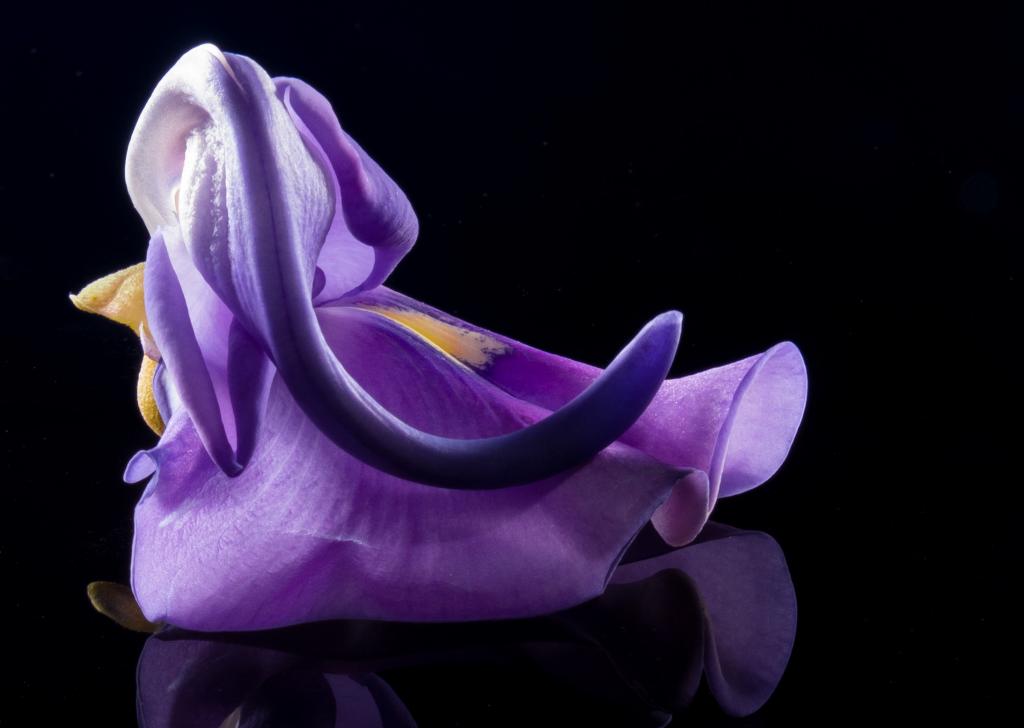 開花 満開 アヴィーチー壁紙花 野生の花 紫 紫 クローズ 高精細の画像は 材料を入力します 壁紙