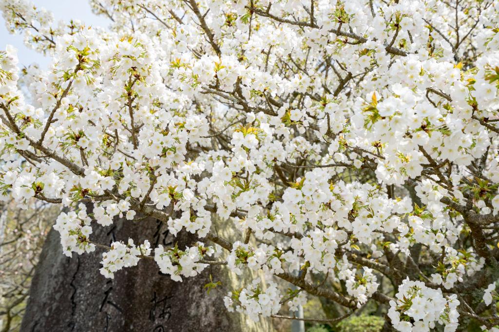 桜の木は花 高精細画像に始まった 壁紙pcを移動プライム区の材料を入力してください 壁紙