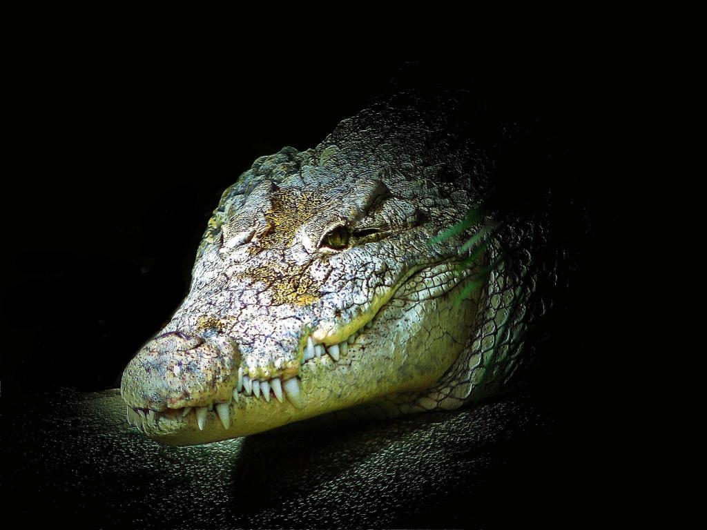 クロコダイル ニーアオートマトン壁紙ワニ 爬虫類 動物 危険 捕食者 歯 高精細の画像 材料を入力します 壁紙