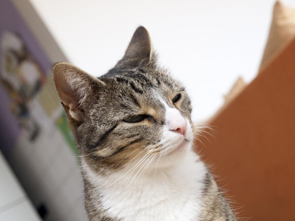 猫 ペット ミエズ 猫の顔 頭 若い猫 飼いネコ ハイグレードッpuヒカル鮮明な画像の壁紙 材料入力します 壁紙 猫 ペット ミエズ 猫の顔 頭 若い猫 飼いネコ ハイグレードッpuヒカル鮮明な画像の壁紙 材料入力します 壁紙