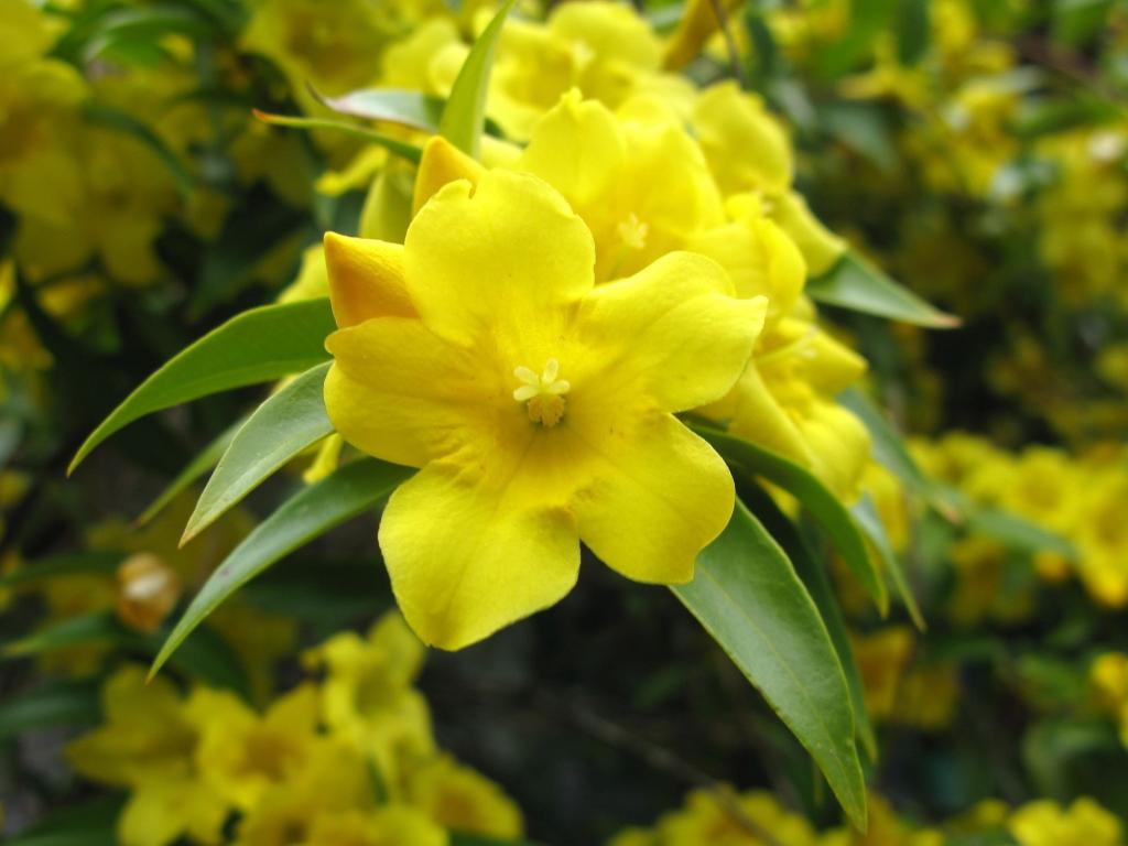 花 黄色 黄色の壁紙の木の花 花 夏 植物 花 高精細の画像 材料を入力します 壁紙
