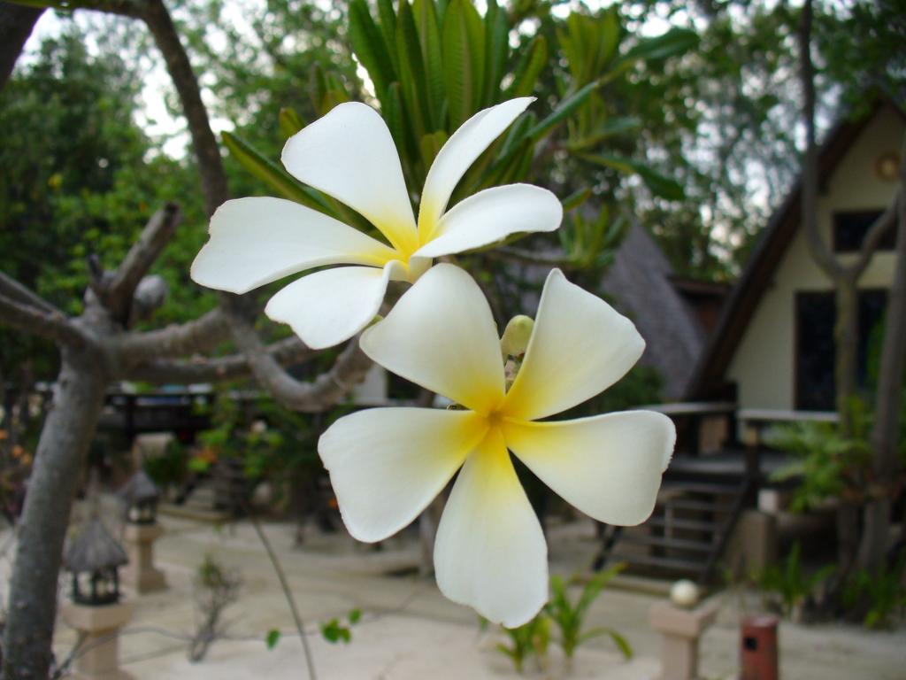 Iphoneの画面アクション区の花 花 花 花 自然 植物 花びら 高精細の画像 材料を入力します 壁紙