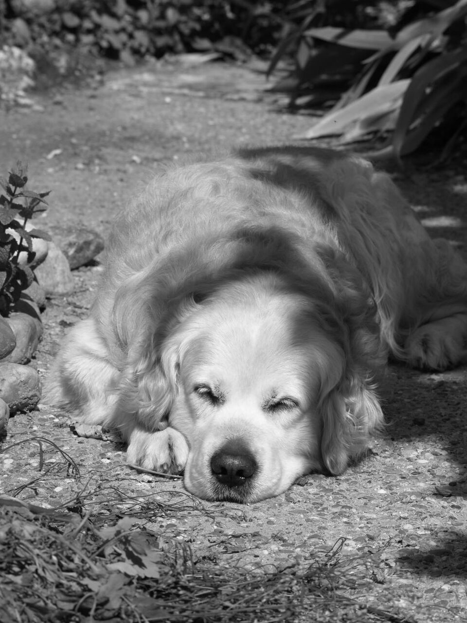 犬 ゴールデン ゴールデンレトリバー 動物 穏やかな 睡眠 休息 高精細の画像 バックlite府壁紙アniメカー材料 壁紙