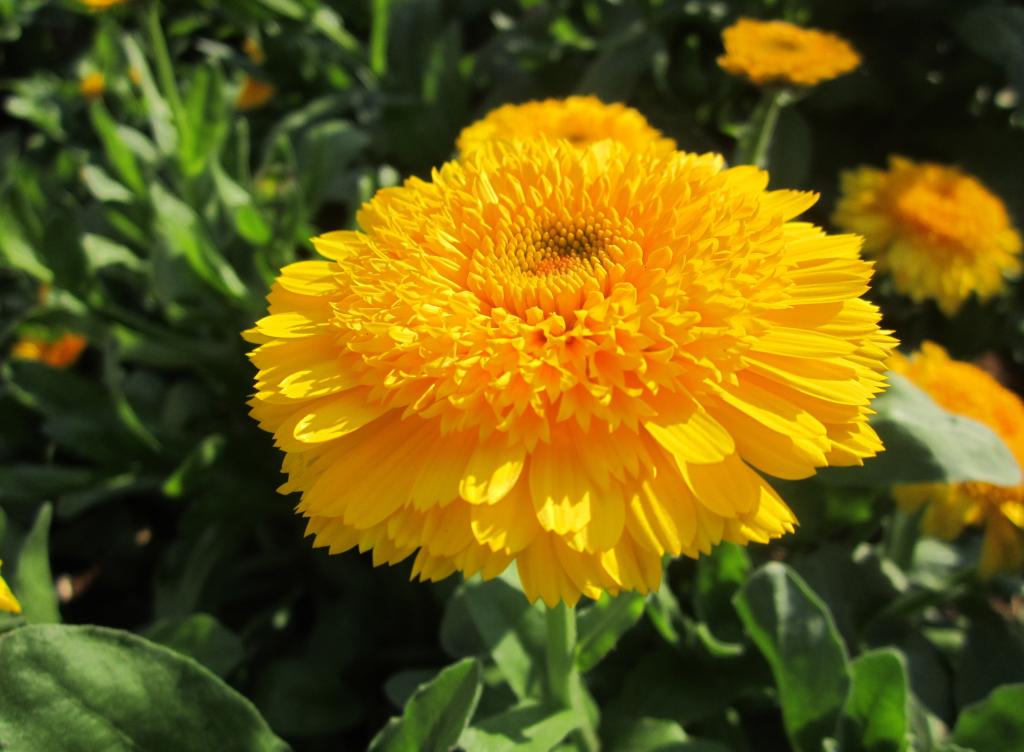 美しい花 花 黄色の花 黄色 夏 夏の花 植物 高niーア鮮明な画像の壁紙 材料入力します 壁紙 美しい花 花 黄色の花 黄色 夏 夏の花 植物 高niーア鮮明な画像の壁紙 材料入力します 壁紙