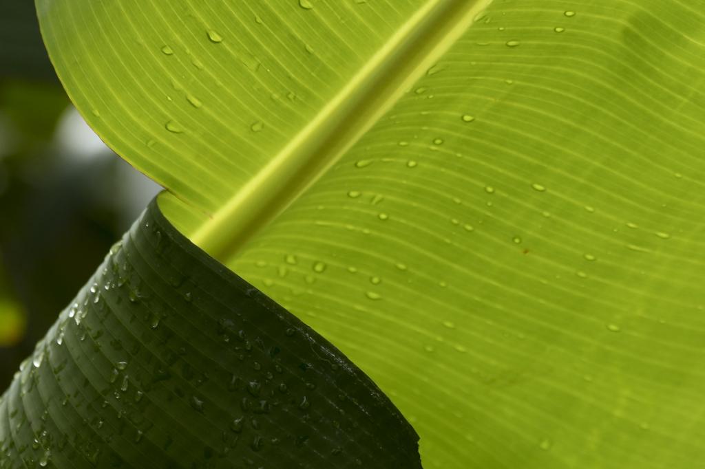 引き裂かれた 葉 バナナ 自然 マクロ 色の壁紙iphoneシリコーンnn Puヒカル色 高解像度画像 材料を入力します 壁紙