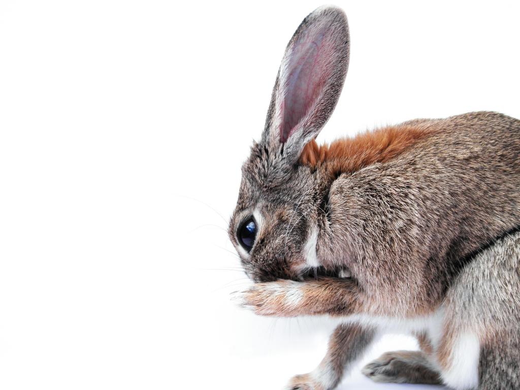 うさぎ 可愛い壁紙i Raのsuスイートシリコーンnn Puヒカル 爪 動物 バニー 耳 毛皮 高精細の画像は 材料を入力します 壁紙