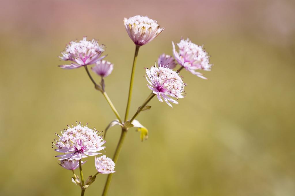 花 ピンクと白の尖った花 草原の植物 花 白iphone6壁紙お市ゃ私の海外 色の花 自然 高精細画像を叫び 材料を入力します 壁紙