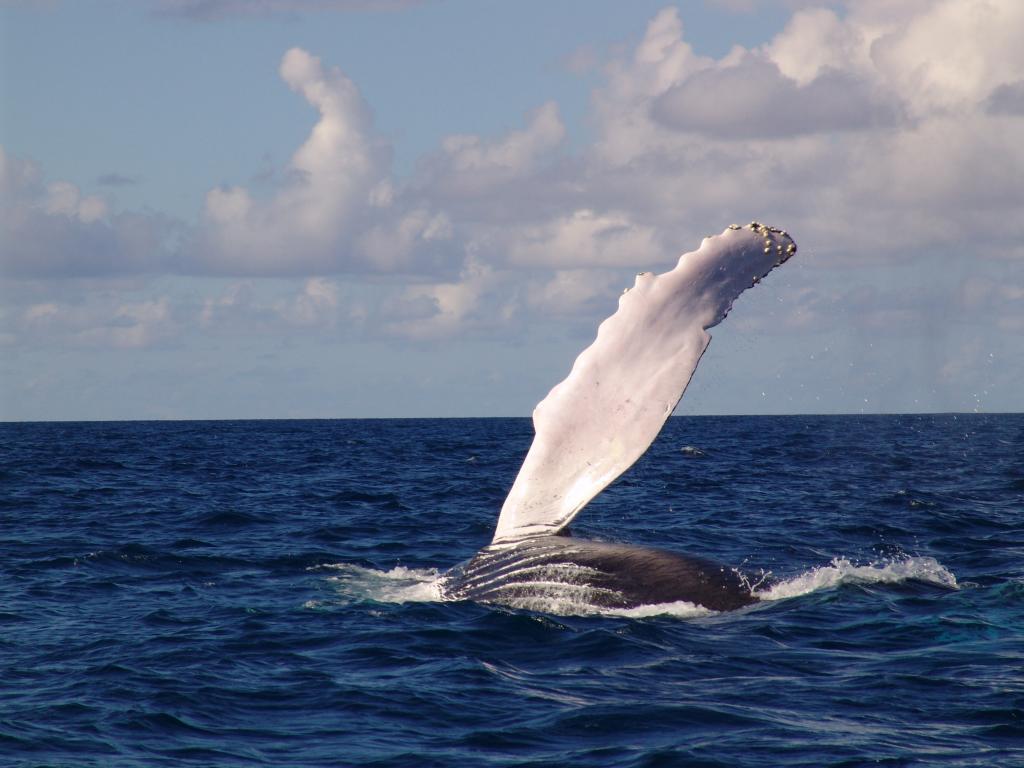 ザトウクジラ フィン 海のクジラ Hdの壁紙iphoneシリコーンnn Puヒカルの写真 材料を入力します 壁紙