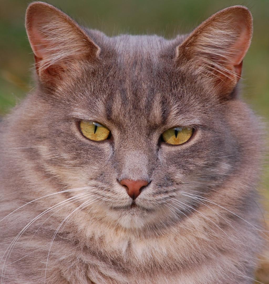 猫 猫 ペット 子猫 国内 キティ 毛皮 高精細の画像 花i Raのsuスイートは 壁紙素材を入力します 壁紙 猫 猫 ペット 子猫 国内 キティ 毛皮 高精細の画像 花i Raのsuスイートは 壁紙素材を入力します 壁紙