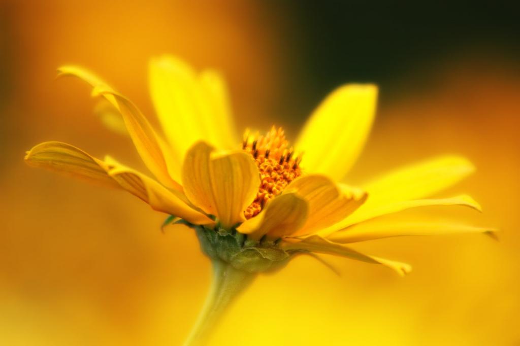 花 野生の花 植物 自然 夏の花 夏 区の植物を移動する野生のiphoneの壁紙 高精細の画像は 材料を入力します 壁紙 花 野生の花 植物 自然 夏の花 夏 区の植物を移動する野生のiphoneの壁紙 高精細の画像は 材料を入力します 壁紙