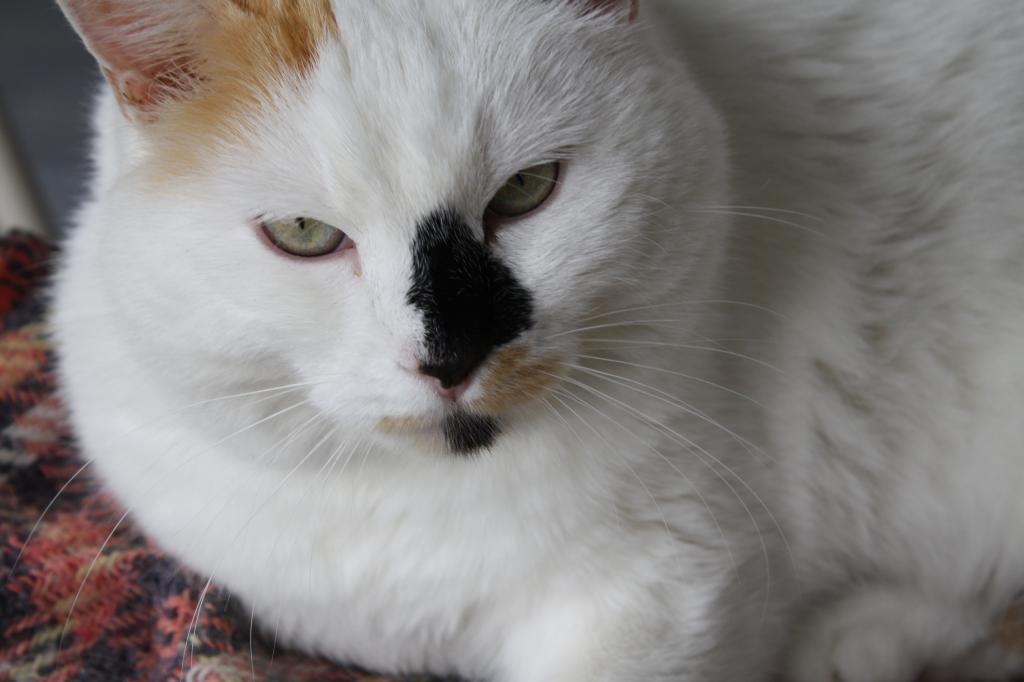 ベスト 黒猫 壁紙 Iphone ただ素晴らしい花